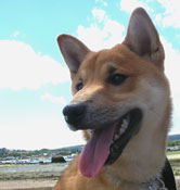 Shiba Inu Picture