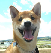 Shiba Inu Picture